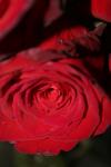 <img100*0:stuff/z/73640/rose%2520ref%2520upload/i1266603146_7.jpg>