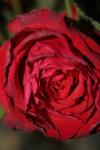 <img100*0:stuff/z/73640/rose%2520ref%2520upload/i1266603147_8.jpg>