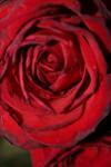 <img100*0:stuff/z/73640/rose%2520ref%2520upload/i1266603148_9.jpg>