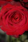 <img100*0:stuff/z/73640/rose%2520ref%2520upload/i1266603149_10.jpg>