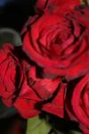 <img100*0:stuff/z/73640/rose%2520ref%2520upload/i1266603150_11.jpg>