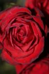 <img100*0:stuff/z/73640/rose%2520ref%2520upload/i1266603150_12.jpg>