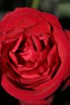 <img100*0:stuff/z/73640/rose%2520ref%2520upload/i1266603151_13.jpg>