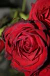 <img100*0:stuff/z/73640/rose%2520ref%2520upload/i1266603151_14.jpg>