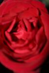 <img100*0:stuff/z/73640/rose%2520ref%2520upload/i1266603152_15.jpg>