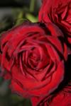 <img100*0:stuff/z/73640/rose%2520ref%2520upload/i1266603153_16.jpg>