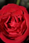 <img100*0:stuff/z/73640/rose%2520ref%2520upload/i1266603154_17.jpg>
