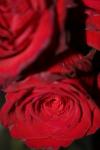 <img100*0:stuff/z/73640/rose%2520ref%2520upload/i1266603154_18.jpg>