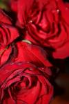 <img100*0:stuff/z/73640/rose%2520ref%2520upload/i1266703109_1.jpg>