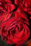 <img100*0:stuff/z/73640/rose%2520ref%2520upload/i1266703110_2.jpg>