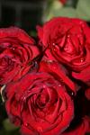 <img100*0:stuff/z/73640/rose%2520ref%2520upload/i1266703111_3.jpg>