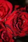 <img100*0:stuff/z/73640/rose%2520ref%2520upload/i1266703111_4.jpg>