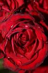 <img100*0:stuff/z/73640/rose%2520ref%2520upload/i1266703112_5.jpg>