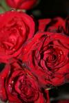 <img100*0:stuff/z/73640/rose%2520ref%2520upload/i1266703113_6.jpg>