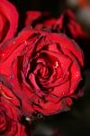<img100*0:stuff/z/73640/rose%2520ref%2520upload/i1266703114_7.jpg>