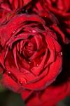 <img100*0:stuff/z/73640/rose%2520ref%2520upload/i1266703115_8.jpg>