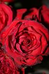 <img100*0:stuff/z/73640/rose%2520ref%2520upload/i1266703116_9.jpg>