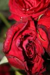 <img100*0:stuff/z/73640/rose%2520ref%2520upload/i1266703117_10.jpg>