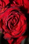 <img100*0:stuff/z/73640/rose%2520ref%2520upload/i1266703118_11.jpg>