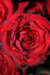 <img100*0:stuff/z/73640/rose%2520ref%2520upload/i1266703118_12.jpg>