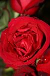 <img100*0:stuff/z/73640/rose%2520ref%2520upload/i1266703119_13.jpg>