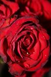 <img100*0:stuff/z/73640/rose%2520ref%2520upload/i1266703120_14.jpg>