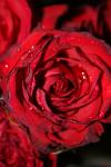 <img100*0:stuff/z/73640/rose%2520ref%2520upload/i1266703121_15.jpg>