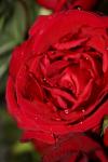 <img100*0:stuff/z/73640/rose%2520ref%2520upload/i1266703122_16.jpg>