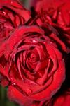 <img100*0:stuff/z/73640/rose%2520ref%2520upload/i1266703122_17.jpg>