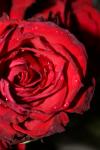 <img100*0:stuff/z/73640/rose%2520ref%2520upload/i1266703123_18.jpg>
