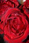 <img100*0:stuff/z/73640/rose%2520ref%2520upload/i1266703124_19.jpg>