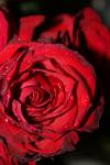 <img100*0:stuff/z/73640/rose%2520ref%2520upload/i1266703124_20.jpg>