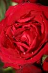 <img100*0:stuff/z/73640/rose%2520ref%2520upload/i1266704490_1.jpg>