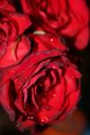 <img100*0:stuff/z/73640/rose%2520ref%2520upload/i1266704491_2.jpg>