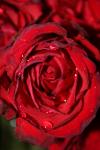 <img100*0:stuff/z/73640/rose%2520ref%2520upload/i1266704492_3.jpg>
