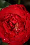 <img100*0:stuff/z/73640/rose%2520ref%2520upload/i1266704493_4.jpg>