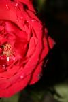<img100*0:stuff/z/73640/rose%2520ref%2520upload/i1266704493_5.jpg>