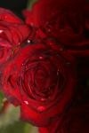 <img100*0:stuff/z/73640/rose%2520ref%2520upload/i1266704494_6.jpg>