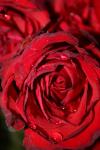 <img100*0:stuff/z/73640/rose%2520ref%2520upload/i1266704494_7.jpg>
