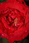 <img100*0:stuff/z/73640/rose%2520ref%2520upload/i1266704495_8.jpg>