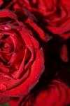 <img100*0:stuff/z/73640/rose%2520ref%2520upload/i1266704496_10.jpg>