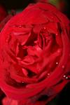 <img100*0:stuff/z/73640/rose%2520ref%2520upload/i1266704496_9.jpg>