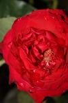 <img100*0:stuff/z/73640/rose%2520ref%2520upload/i1266704497_11.jpg>