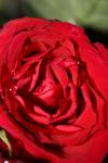 <img100*0:stuff/z/73640/rose%2520ref%2520upload/i1266704498_12.jpg>