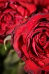 <img100*0:stuff/z/73640/rose%2520ref%2520upload/i1266704499_13.jpg>