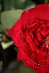 <img100*0:stuff/z/73640/rose%2520ref%2520upload/i1266704500_14.jpg>