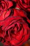 <img100*0:stuff/z/73640/rose%2520ref%2520upload/i1266704500_15.jpg>