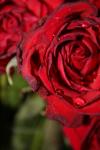 <img100*0:stuff/z/73640/rose%2520ref%2520upload/i1266704501_16.jpg>