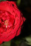 <img100*0:stuff/z/73640/rose%2520ref%2520upload/i1266704502_17.jpg>