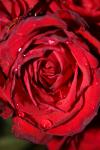 <img100*0:stuff/z/73640/rose%2520ref%2520upload/i1266704503_18.jpg>